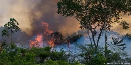Human beings are the Reason of Amazon  Rainforest Fire: Not the wind and Heat