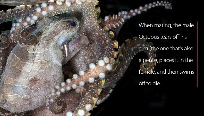 Octopus has the weirdest quality