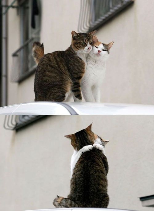 Animal couple
